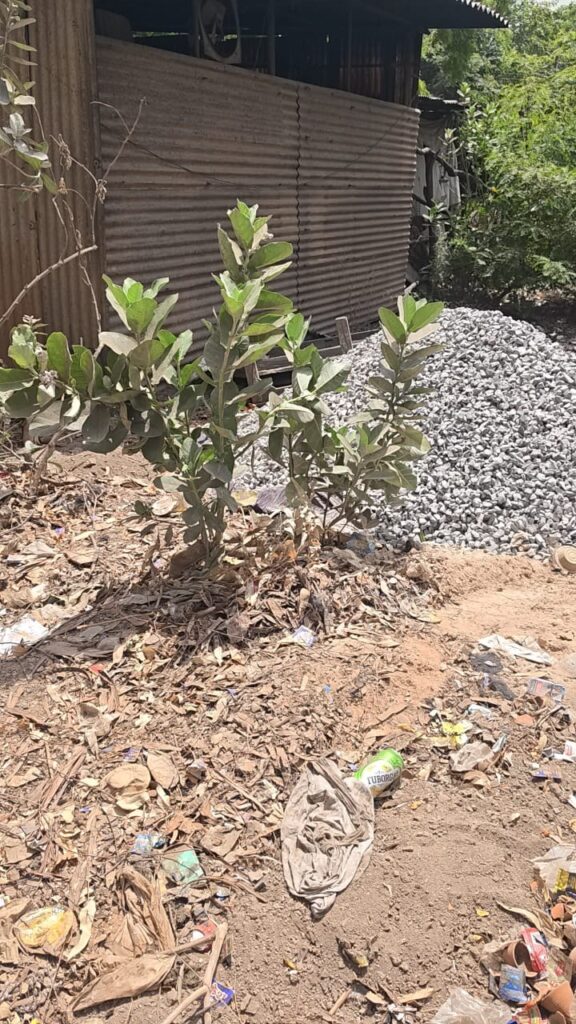 महाघोटाला या मिलीभगत? अनपरा आवासीय परिसर में ठेले के आवंटन पर तान दी बड़ी डेयरी, फिर शुरू हुआ अवैध पक्का निर्माण।